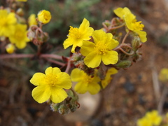 Helianthemum