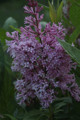 Syringa × prestoniae