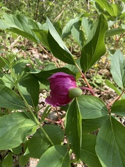 Paeonia officinalis
