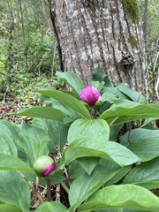 Paeonia officinalis