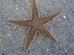 Astropecten duplicatus