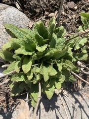 Lamiaceae