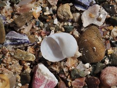 Vanikoro sigaretiformis