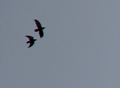 Corvus corax kamtschaticus
