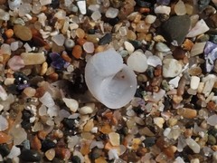 Vanikoro sigaretiformis