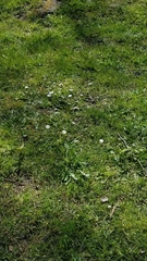 Bellis perennis