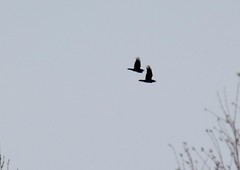 Corvus corax kamtschaticus