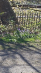 Hyacinthoides non-scripta