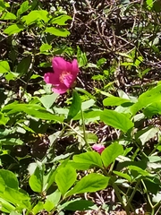 Paeonia caucasica