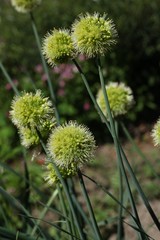 Allium obliquum