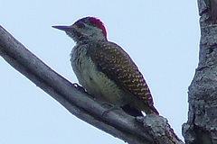 Campethera punctuligera