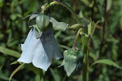 Codonopsis clematidea