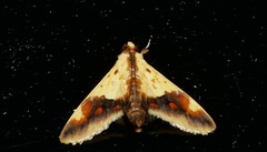Tetracona pictalis