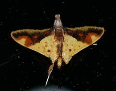 Tetracona pictalis