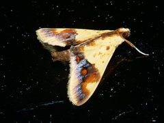 Tetracona pictalis