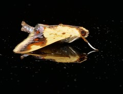 Tetracona pictalis
