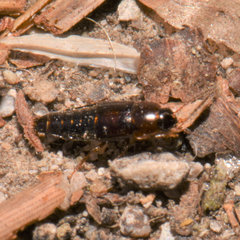 Tachinus corticinus