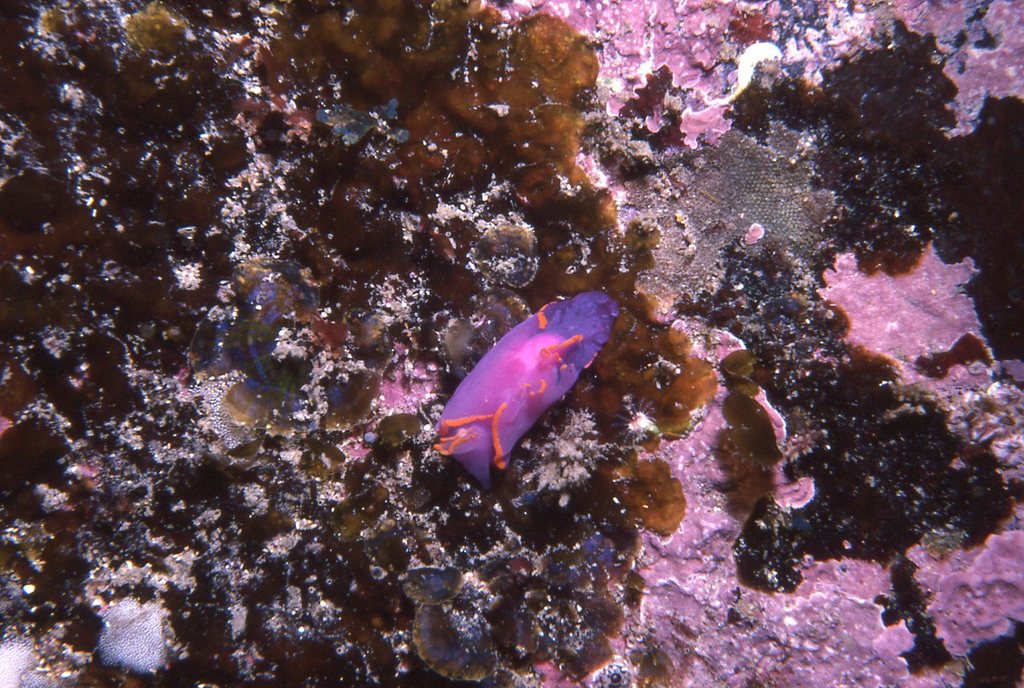 Bat-wing Seaslug
