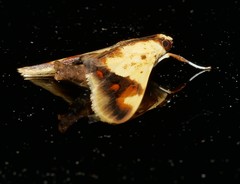 Tetracona pictalis