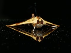 Tetracona pictalis