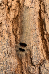 Lepidoptera