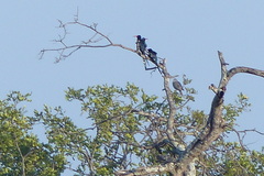 Phoeniculus purpureus marwitzi