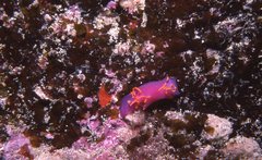 Sagaminopteron ornatum