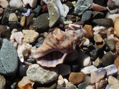 Phycothais reticulata