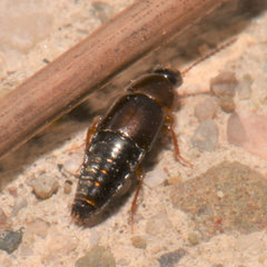 Tachinus corticinus