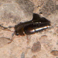 Tachinus corticinus