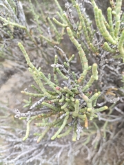 Anabasis articulata