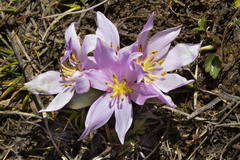 Colchicum trigynum