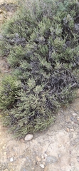 Anabasis articulata
