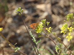 Melitaea deione