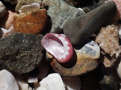 Stomatella impertusa