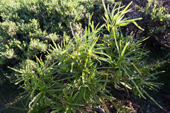 Solanum vescum