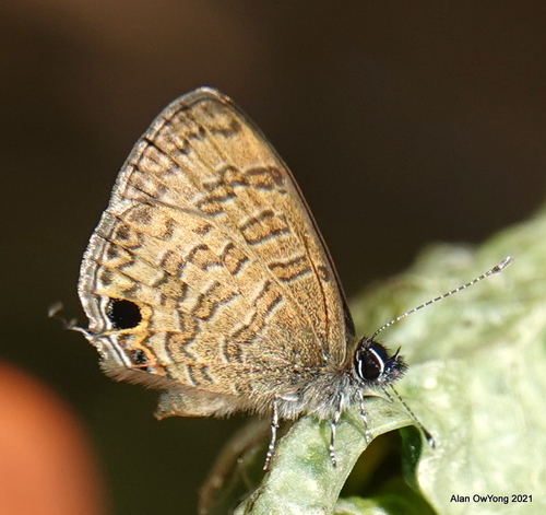 Common Line Blue Common Line-Blue (Subspecies Prosotas nora superdates) · iNaturalist