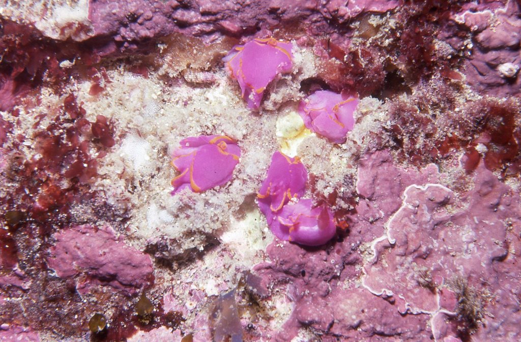 Bat-wing Seaslug
