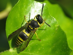 Ancistrocerus renimacula