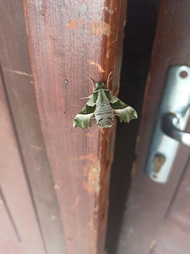 Proserpinus proserpina