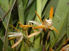 Maxillaria ringens