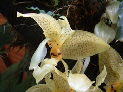 Stanhopea wardii