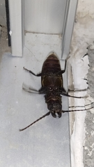 Nothopleurus