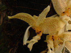 Stanhopea wardii