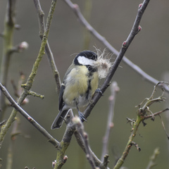 Parus major newtoni