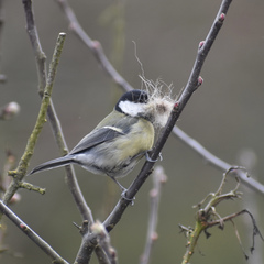 Parus major newtoni