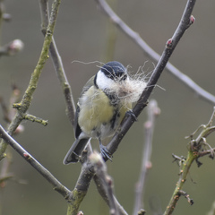 Parus major newtoni