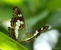 Moduza procris milonia