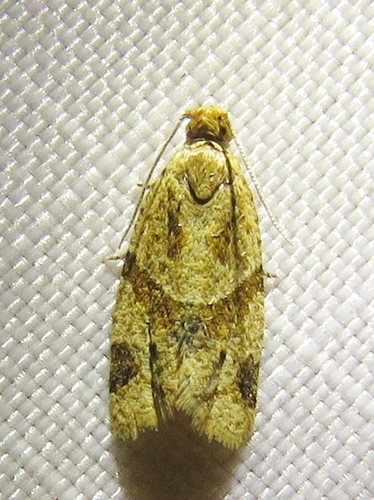 Garden Tortrix photo 3