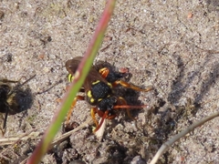 Nomada fucata